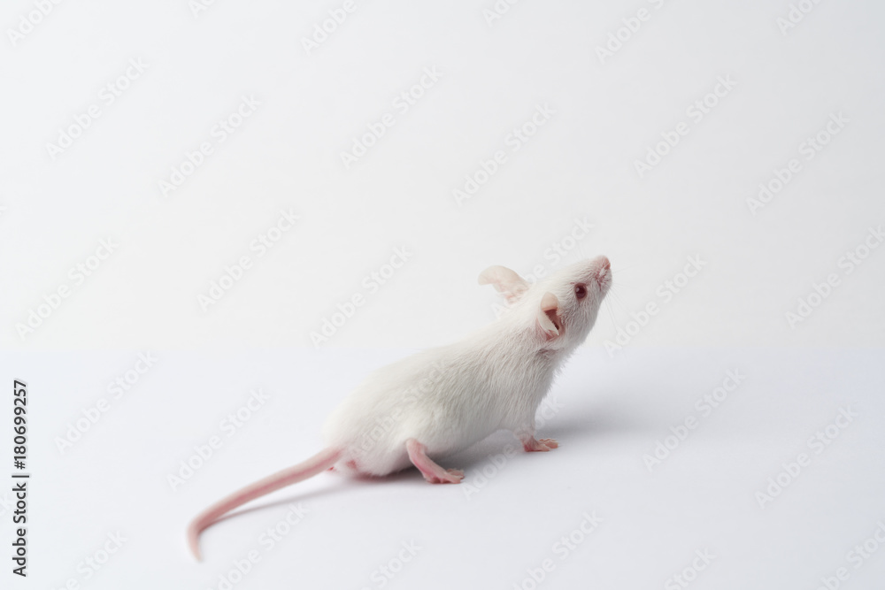 white laboratory mouse close-up on a white background white laboratory mouse close-up on a white background