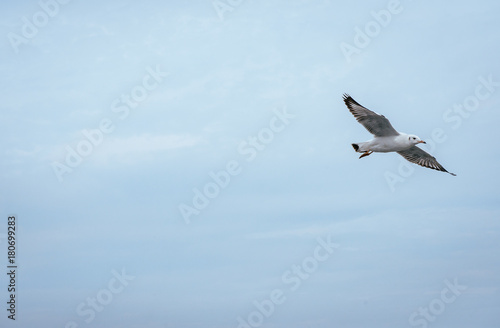 Seagulls single flying over the sea