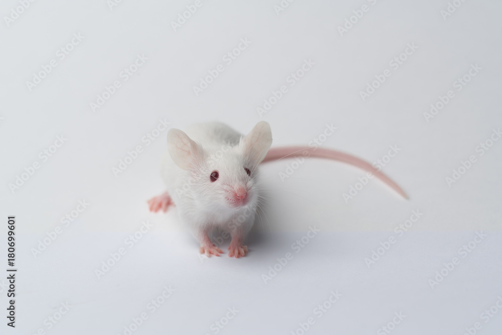 white laboratory mouse close-up on a white background white laboratory mouse close-up on a white background