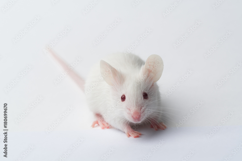 white laboratory mouse close-up on a white background white laboratory mouse close-up on a white background