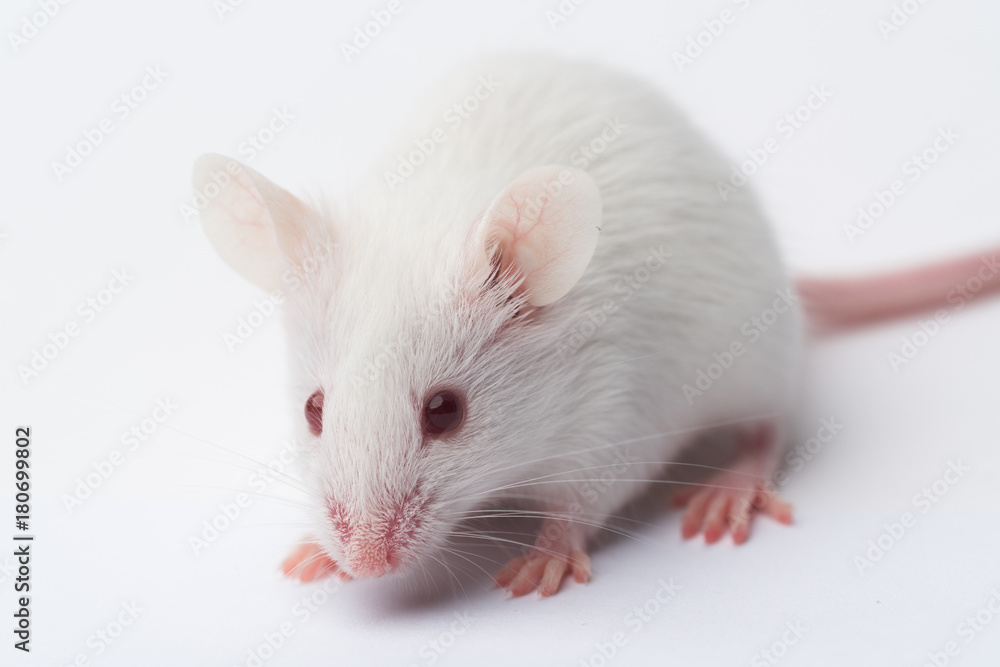 white laboratory mouse close-up on a white background white laboratory mouse close-up on a white background