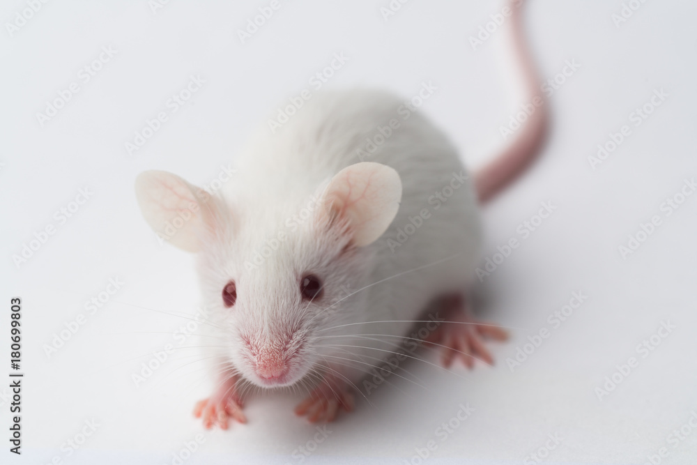 white laboratory mouse close-up on a white background white laboratory mouse close-up on a white background