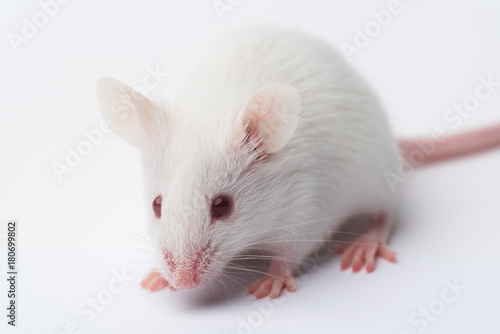 white laboratory mouse close-up on a white background