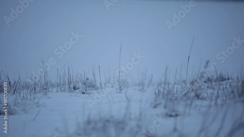 Wallpaper Mural Winter Field and Venison Torontodigital.ca
