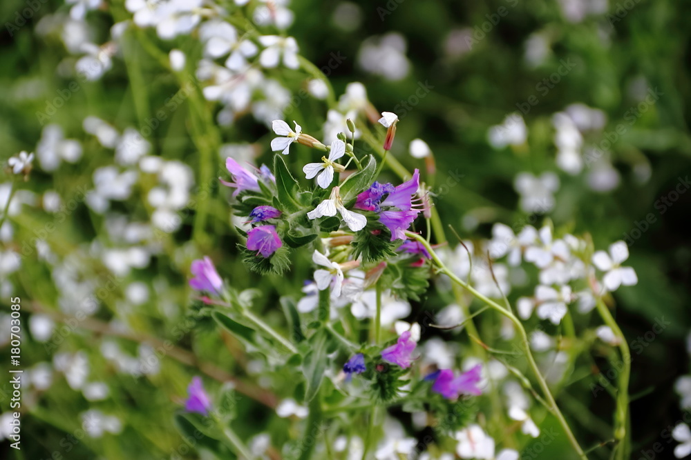 wild flowers in the flowered meadow wild flowers in the flowered meadow