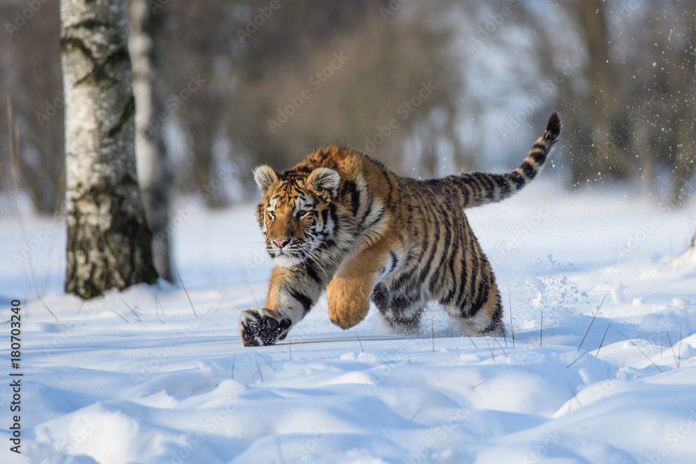 Obraz premium Siberian Tiger in the snow (Panthera tigris) 