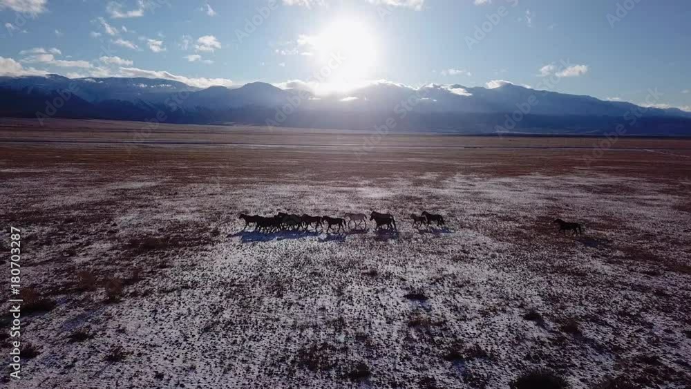 Wild Horses Herd Running On Meadow Aerial Fly Over winter steppe with snow Nature Wild Life Beauty Animals Stallions Galloping Sunset Shining Adventure Freedom Ecology Concept. Wild Horses Herd Running On Meadow Aerial Fly Over winter steppe with snow Nature Wild Life Beauty Animals Stallions Galloping Sunset Shining Adventure Freedom Ecology Concept.