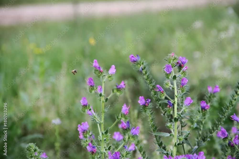 Obraz premium wild flowers in the flowered meadow