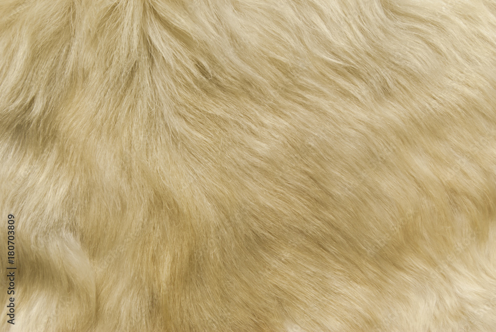 texture: white shaggy skin of an animal closeup texture: white shaggy skin of an animal closeup