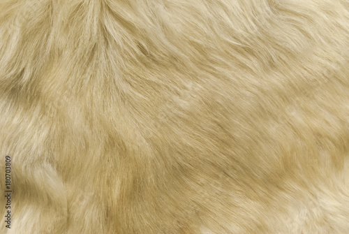 texture: white shaggy skin of an animal closeup