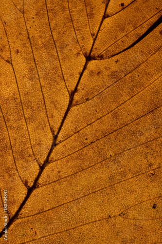 Closeup on Autumn Leaf
