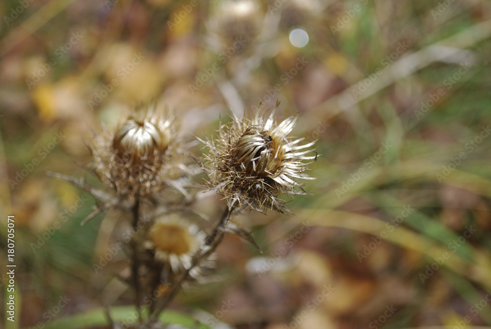 Carduus acanthoides, known as the spiny plumeless, welted or plumeless thistle, is a biennial plant species of thistle in the Asteraceae—sunflower family. Plant is withered. Carduus acanthoides, known as the spiny plumeless, welted or plumeless thistle, is a biennial plant species of thistle in the Asteraceae—sunflower family. Plant is withered.
