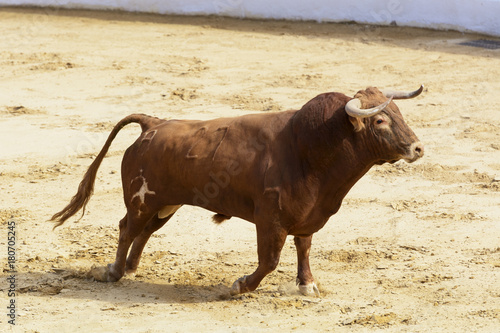 Toro bravo español en una plaza de toros