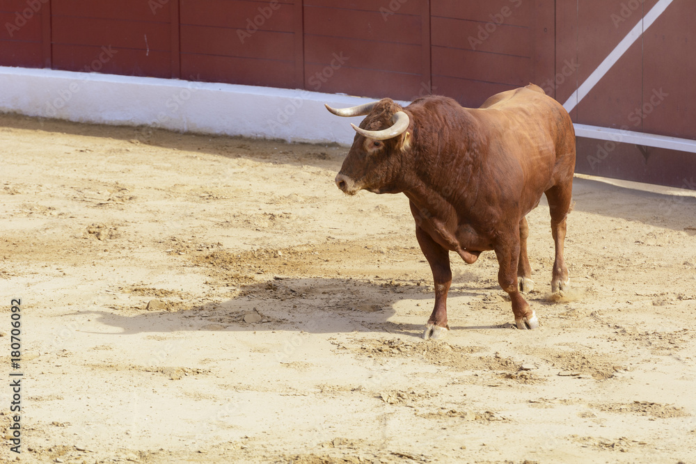 Toro bravo español en una plaza de toros Toro bravo español en una plaza de toros