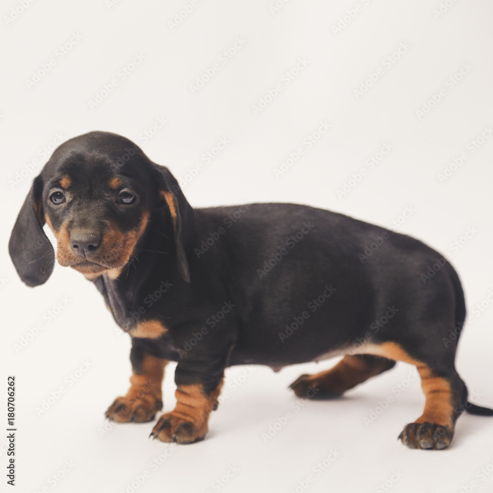 Studio shot of dachshund puppy Studio shot of dachshund puppy