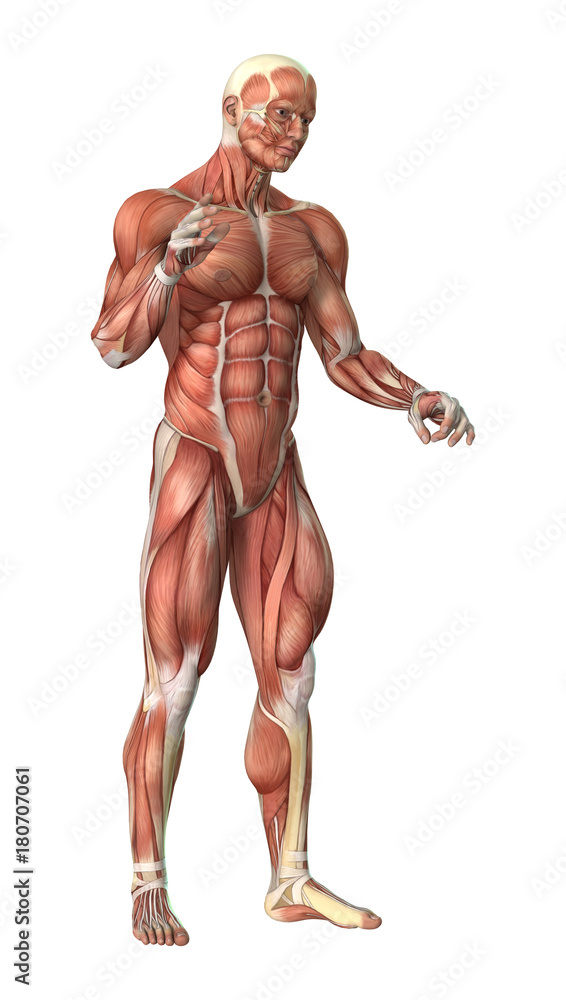 3D Rendering Male Anatomy Figure on White 3D Rendering Male Anatomy Figure on White