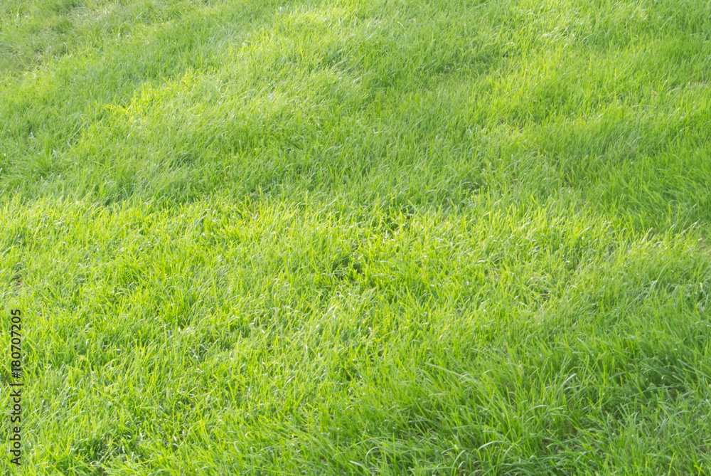 Background with green fresh grass on a lawn with falling shadows. Background with green fresh grass on a lawn with falling shadows.