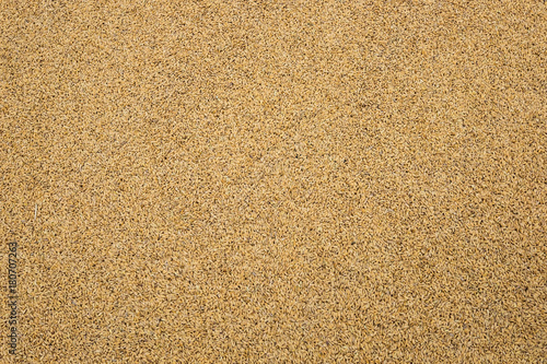 Φωτογραφία unprocessed rice in the husk