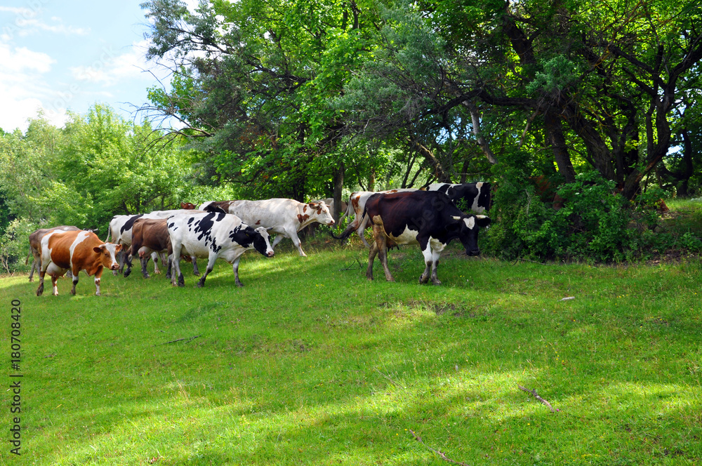 herd of cows grazing in a field herd of cows grazing in a field