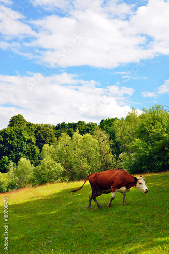 cow grazing in a field for your design