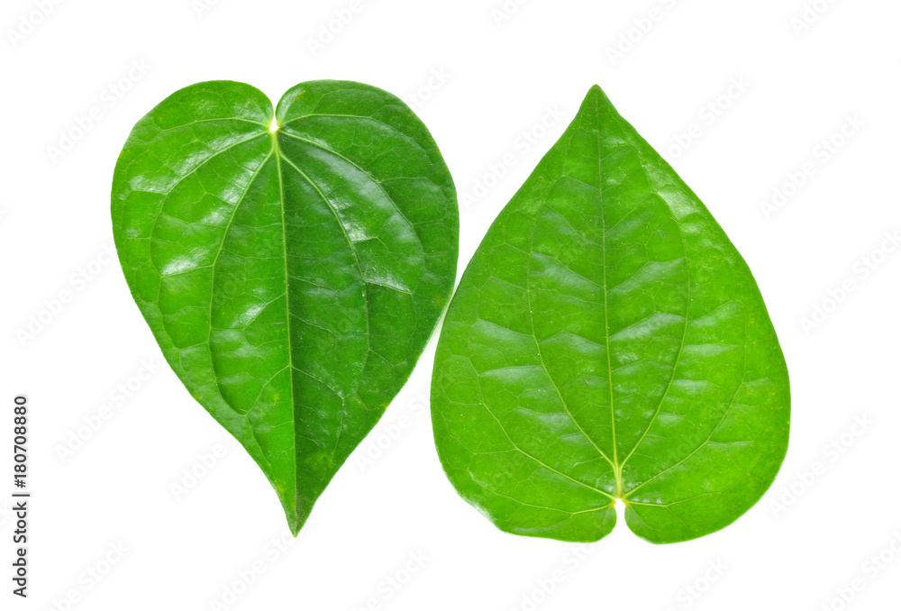 Betel on a white background Betel on a white background