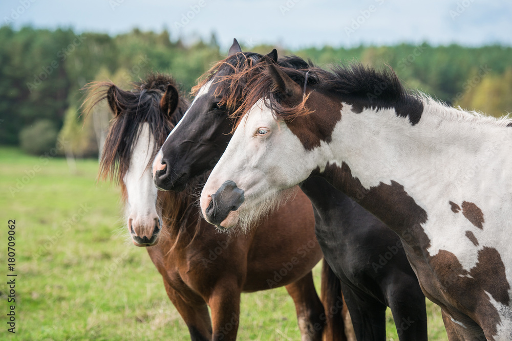 Obraz premium Three horses on the field in summer