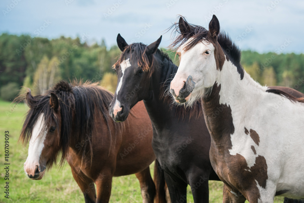 Three horses on the field in summer