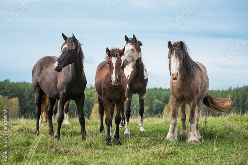 Herd of horses standing on the hill