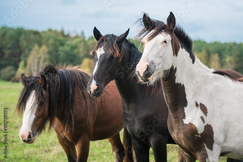 Fototapeta Naklejka Na Ścianę i Meble -  Three horses on the field in summer