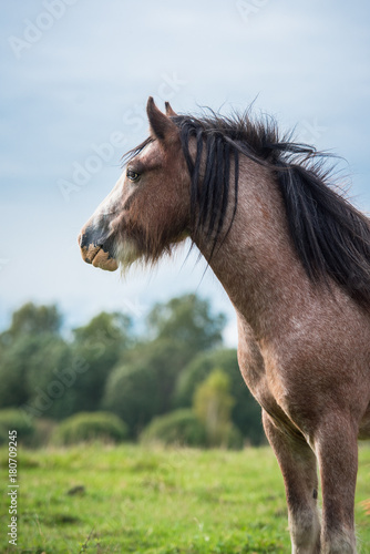 Portrait of beautiful gypsy horse © Rita Kochmarjova