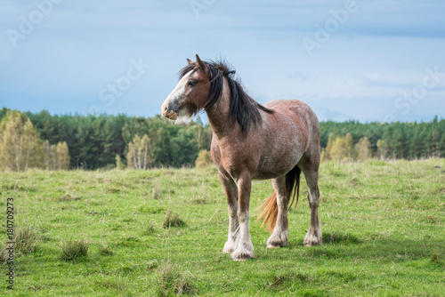 Beautiful gypsy horse standing on the field in summer