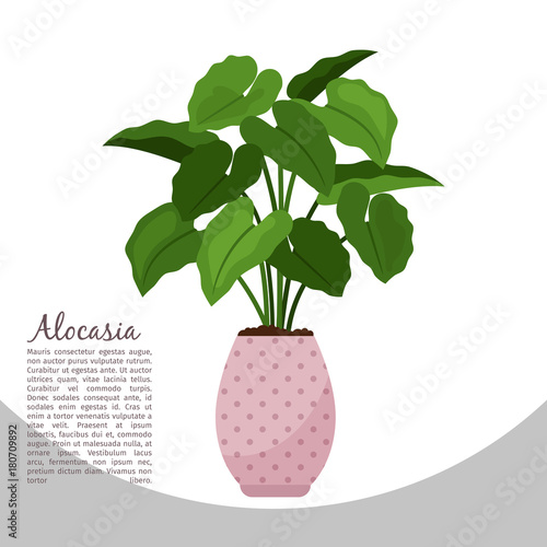 Alocasia indoor plant in pot banner