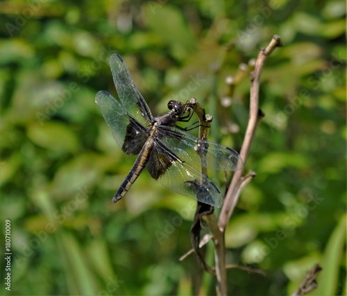 dragon wings
