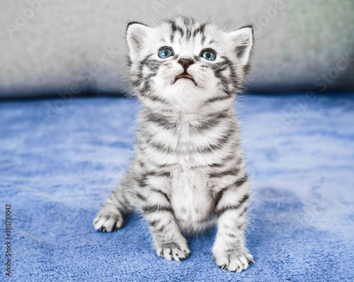 cute kitten is sitting. Striped kitten is gray