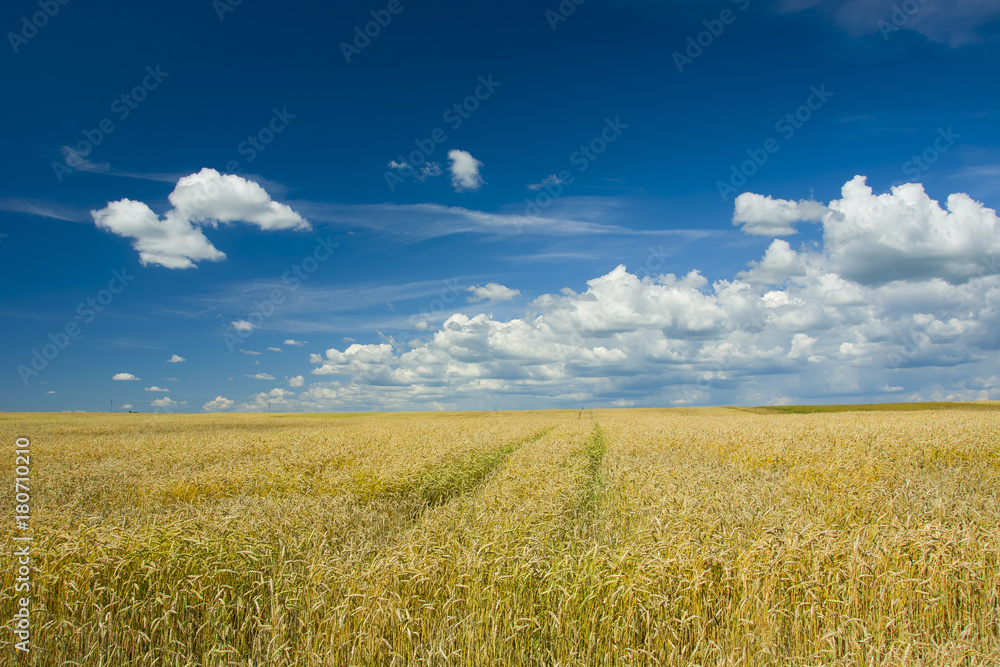Big grain field and blue sky