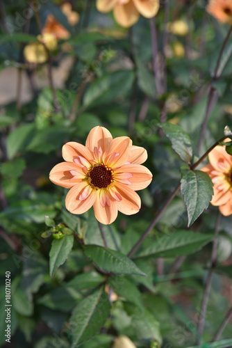 Fototapeta Naklejka Na Ścianę i Meble -  Dahlia rose et jaune en été au jardin