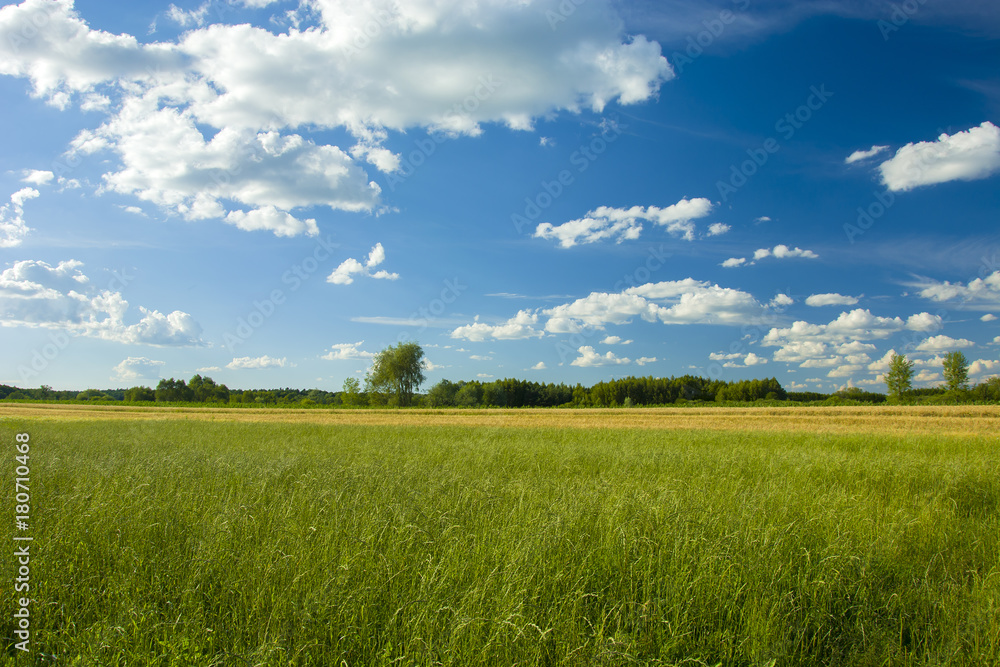 Naklejka premium Green grass on a meadow