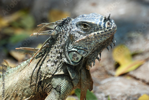 Iguana in Zihuatanejo photo