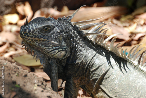 Iguana in Zihuatanejo photo