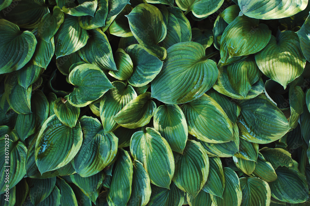 Texture of fresh leaves, leaves of the shrub view from above Texture of fresh leaves, leaves of the shrub view from above