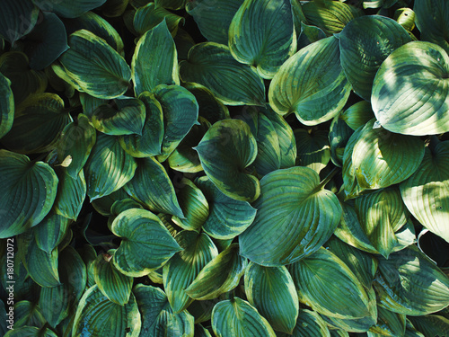 Texture of fresh leaves, leaves of the shrub view from above