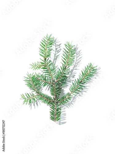 Green pine tree branch with natural shadow on white