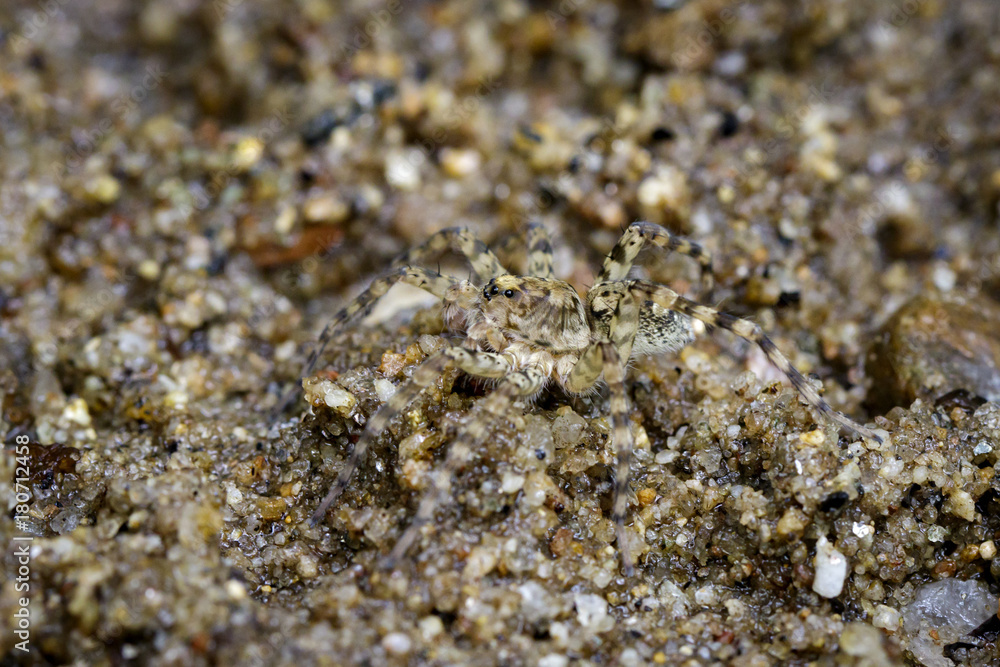 Image of River Huntress Spiders (Venatrix arenaris) on the sand. Insect Animal Image of River Huntress Spiders (Venatrix arenaris) on the sand. Insect Animal