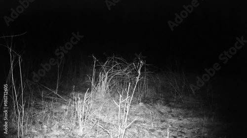 European badger (Meles meles, Eurasian badger, dachs, tejon, tasso, porsuk, grevling, bursucul) an european Mustelidae mammal FullHD 1080p Video photo