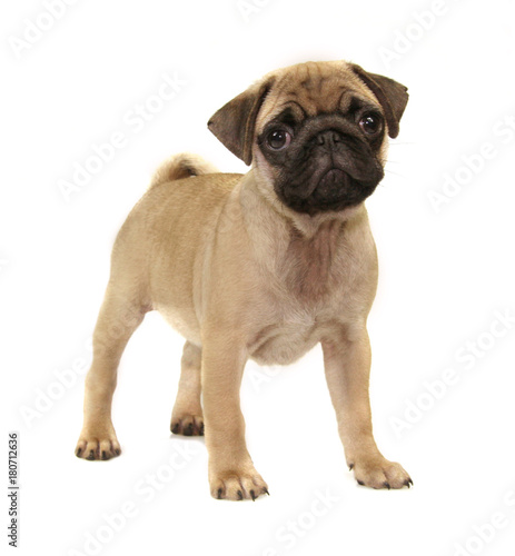 dog puppy breed pug yellow sad muzzle cute brown color isolate on white background