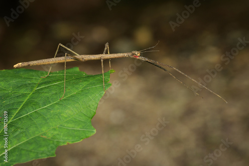 Image of a siam giant stick insect on leaves on nature background. Insect Animal. © yod67