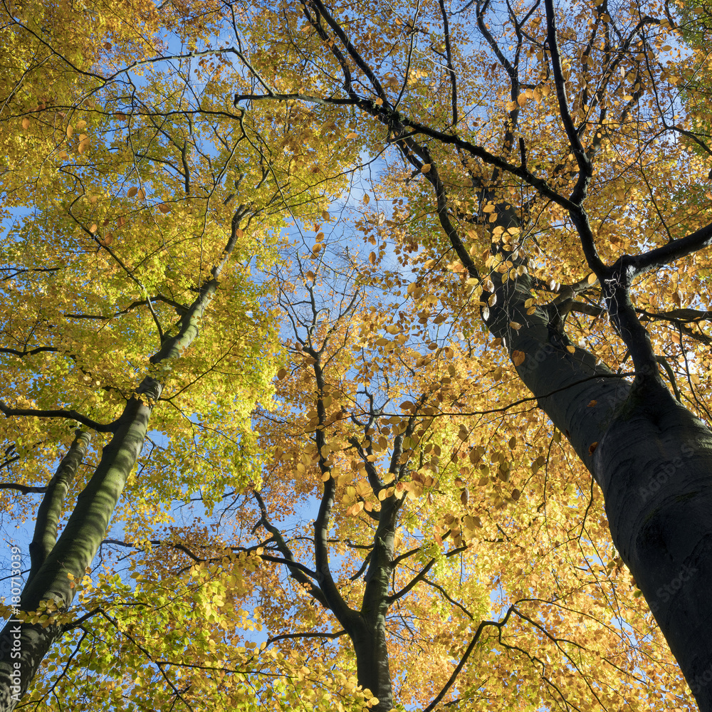looking up to brightly colored autumn beech leaves and blue sky in the fall