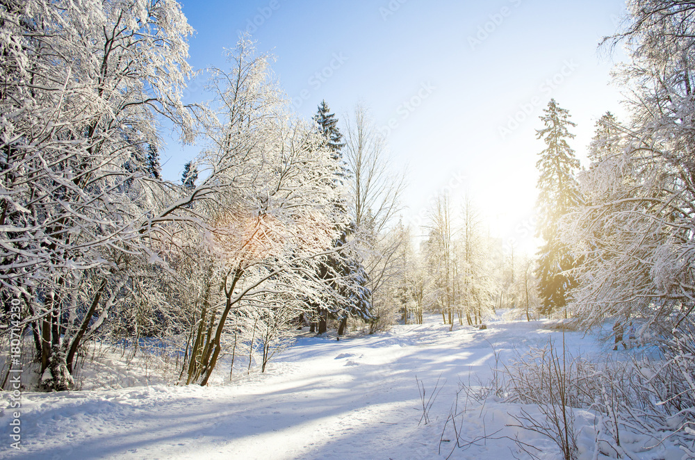 Winter species of snow-covered tree branches against a blue clear frosty sky. Winter species of snow-covered tree branches against a blue clear frosty sky.