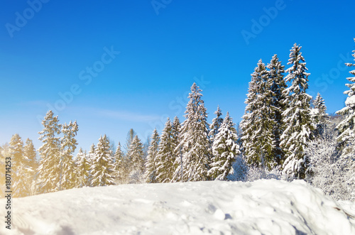 Winter species of snow covered branches of coniferous trees against a clear clear frosty sky.