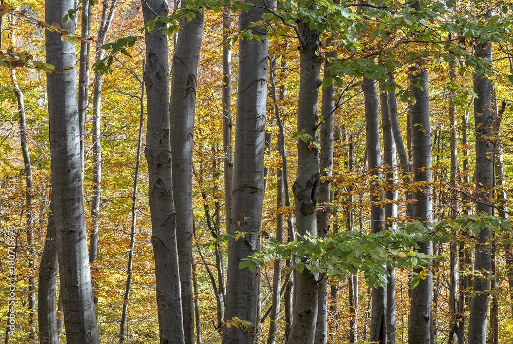 Sunny autumn day in a beech forest Sunny autumn day in a beech forest